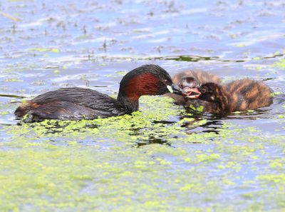 Dodaars - Little Grebes