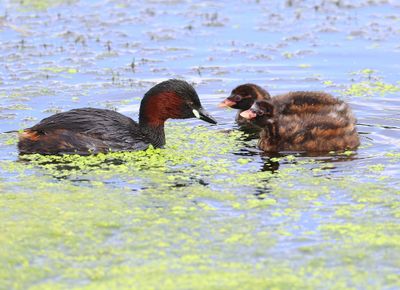 Dodaars - Little Grebes