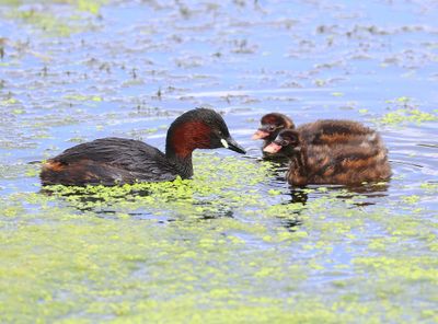 Dodaars - Little Grebes