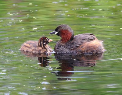 Dodaars - Little Grebes
