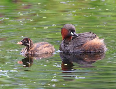 Dodaars - Little Grebes