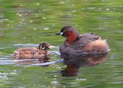 Dodaars - Little Grebes