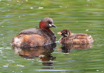 Dodaars - Little Grebes