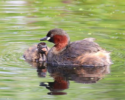 Dodaars - Little Grebes