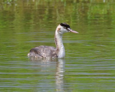 Fuut - Great Crested Grebe