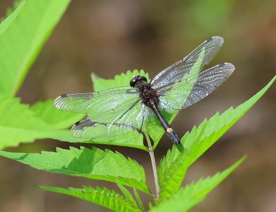 Gevlekte Witsnuitlibel - Large White-faced Darter