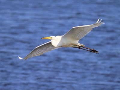 Grote Zilverreiger - Great Egret