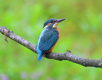 IJsvogel - Common Kingfisher
