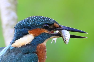 IJsvogel - Common Kingfisher