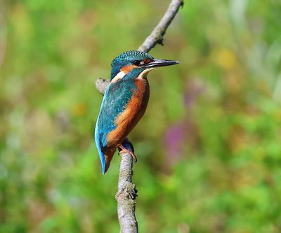 IJsvogel - Common Kingfisher