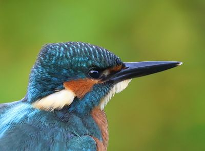 IJsvogel - Common Kingfisher