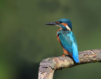 IJsvogel - Common Kingfisher