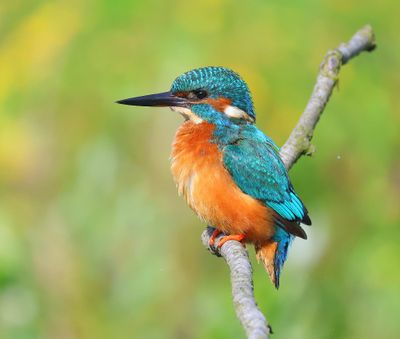 IJsvogel - Common Kingfisher