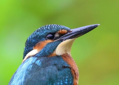 IJsvogel - Common Kingfisher