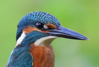 IJsvogel - Common Kingfisher
