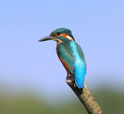 IJsvogel - Common Kingfisher