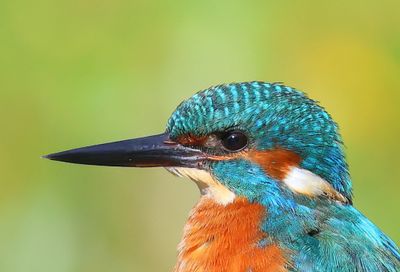 IJsvogel - Common Kingfisher