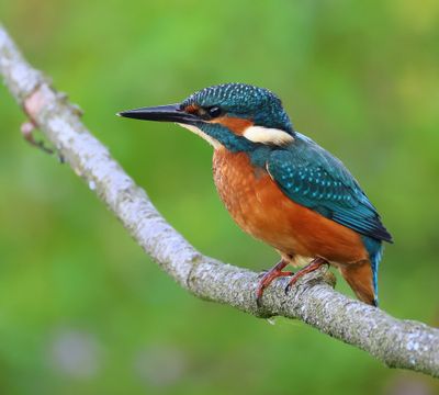 IJsvogel - Common Kingfisher