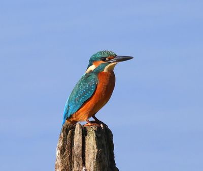 IJsvogel - Common Kingfisher