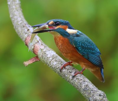 IJsvogel - Common Kingfisher
