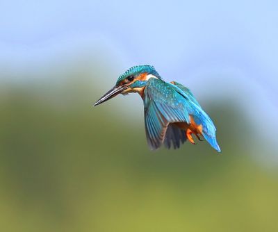 IJsvogel - Common Kingfisher