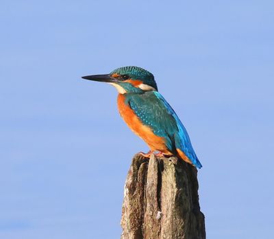 IJsvogel - Common Kingfisher