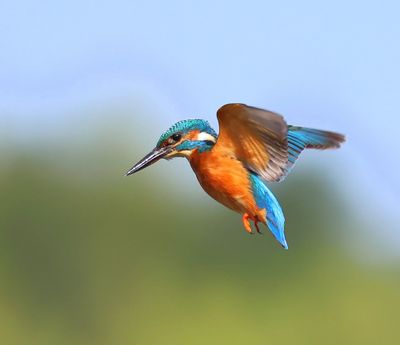 IJsvogel - Common Kingfisher