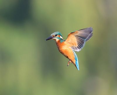 IJsvogel - Common Kingfisher