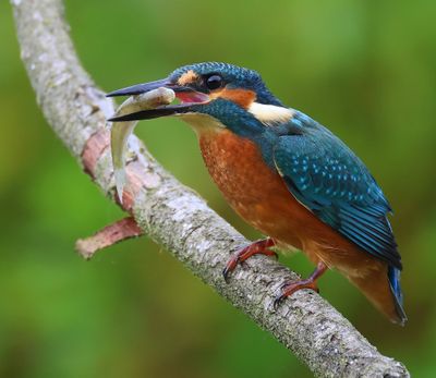 IJsvogel - Common Kingfisher