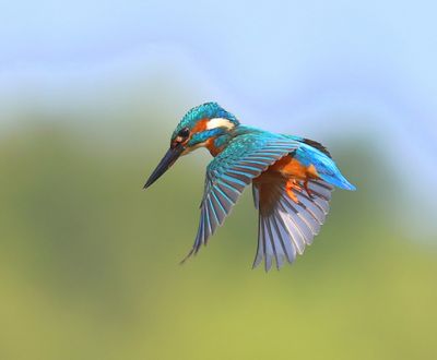 IJsvogel - Common Kingfisher