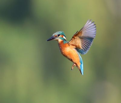IJsvogel - Common Kingfisher