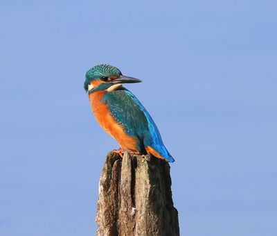 IJsvogel - Common Kingfisher
