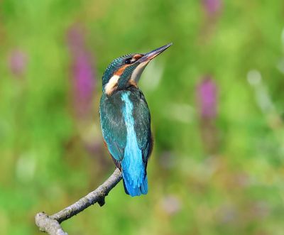 IJsvogel - Common Kingfisher