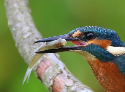 IJsvogel - Common Kingfisher