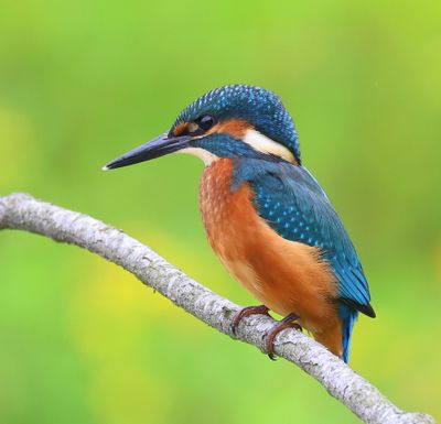 IJsvogel - Common Kingfisher