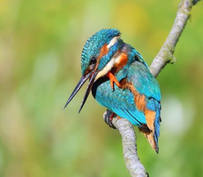 IJsvogel - Common Kingfisher