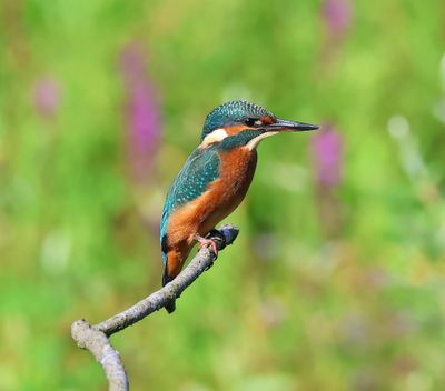IJsvogel - Common Kingfisher
