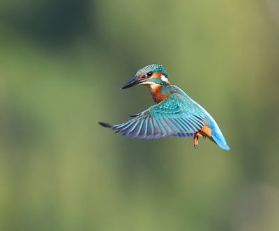 IJsvogel - Common Kingfisher