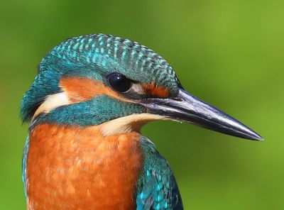 IJsvogel - Common Kingfisher