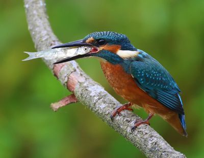 IJsvogel - Common Kingfisher