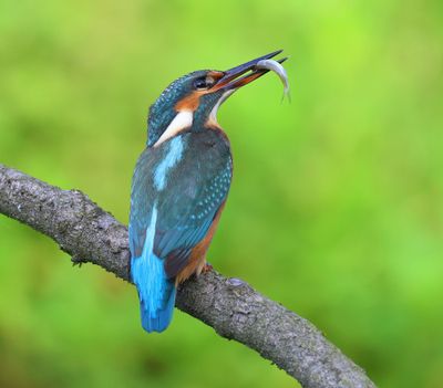 IJsvogel - Common Kingfisher