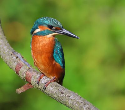 IJsvogel - Common Kingfisher