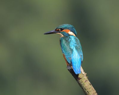 IJsvogel - Common Kingfisher