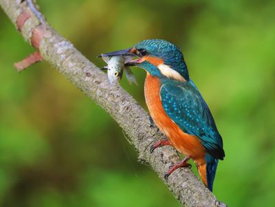 IJsvogel - Common Kingfisher