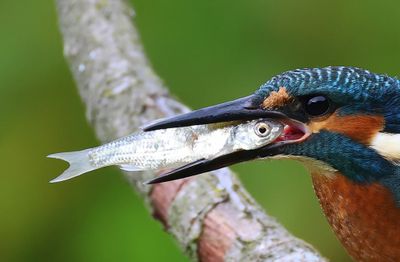 IJsvogel - Common Kingfisher