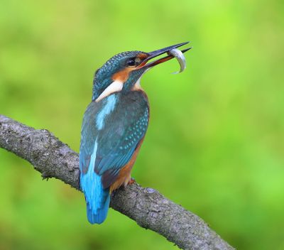 IJsvogel - Common Kingfisher