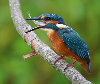 IJsvogel - Common Kingfisher