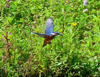 IJsvogel - Common Kingfisher