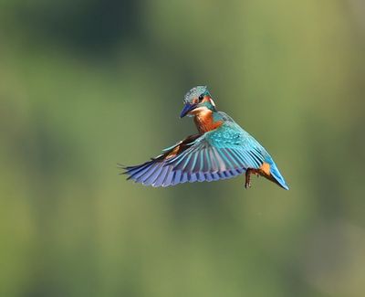 IJsvogel - Common Kingfisher