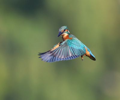 IJsvogel - Common Kingfisher